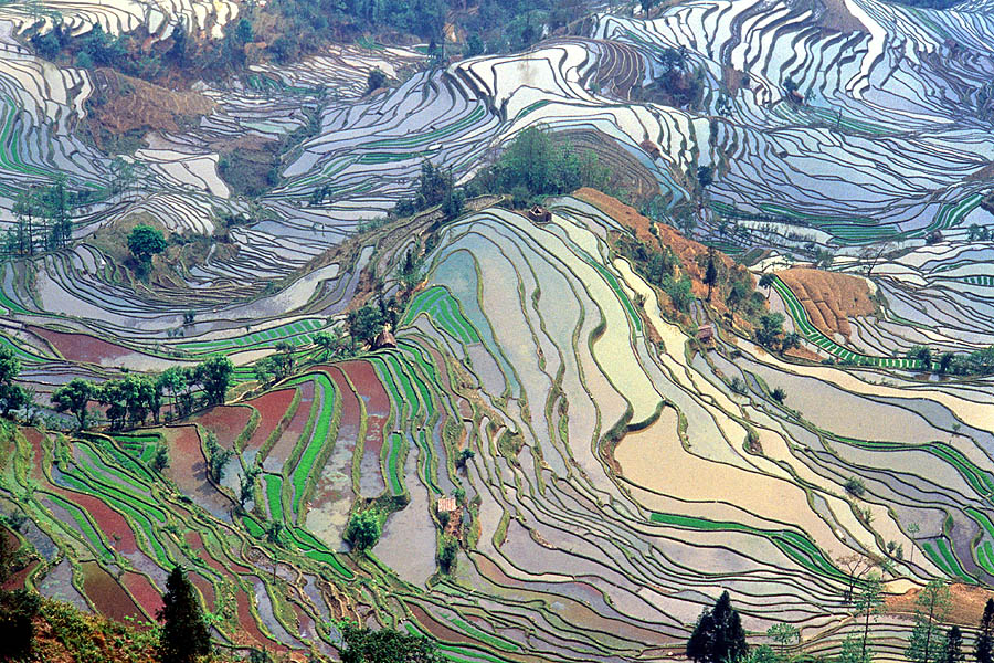 Terrace_field_yunnan_china